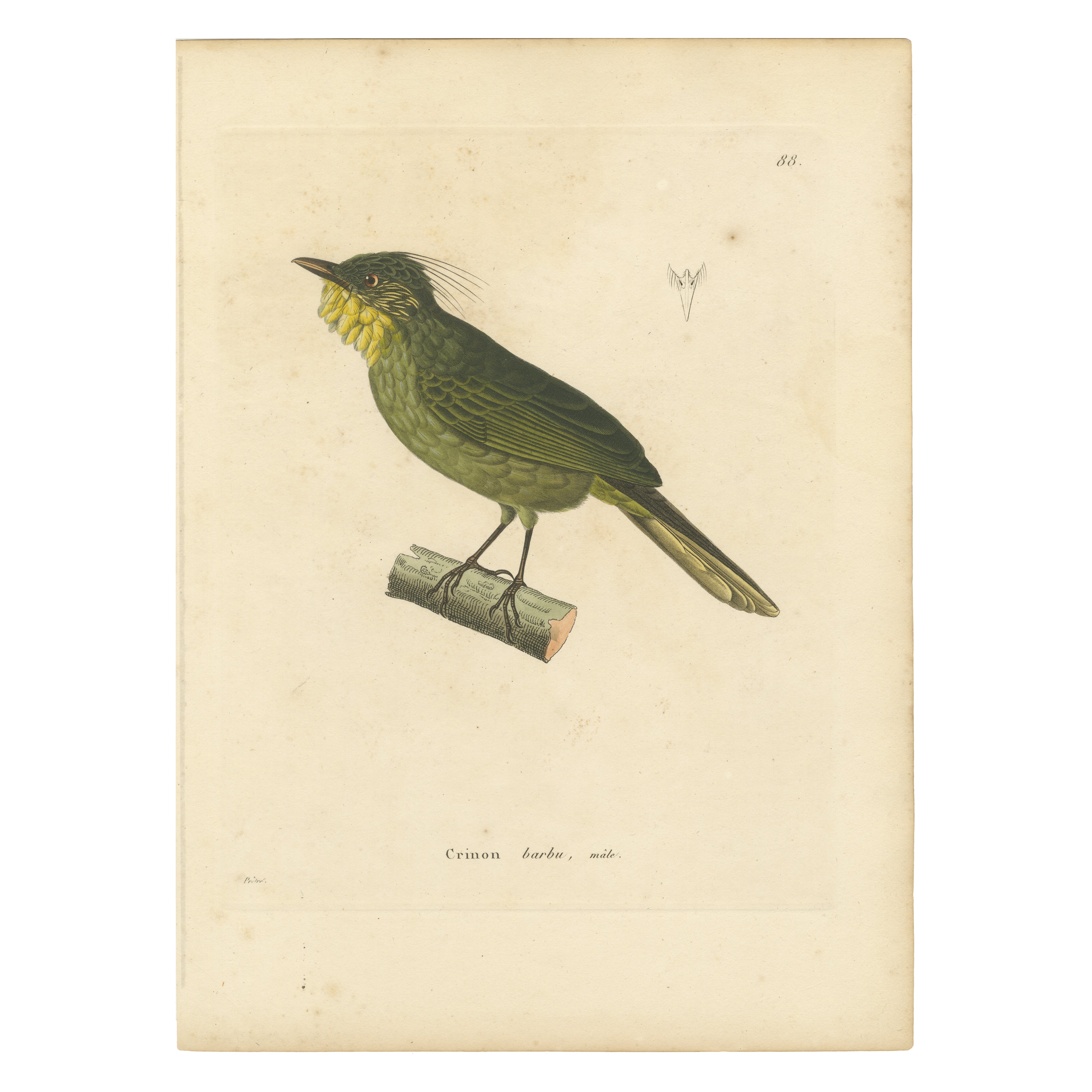 Incisione colorata a mano di un Barbetto - Stampa ornitologica esotica, 1808 ca.