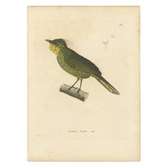 Incisione colorata a mano di un Barbetto - Stampa ornitologica esotica, 1808 ca.