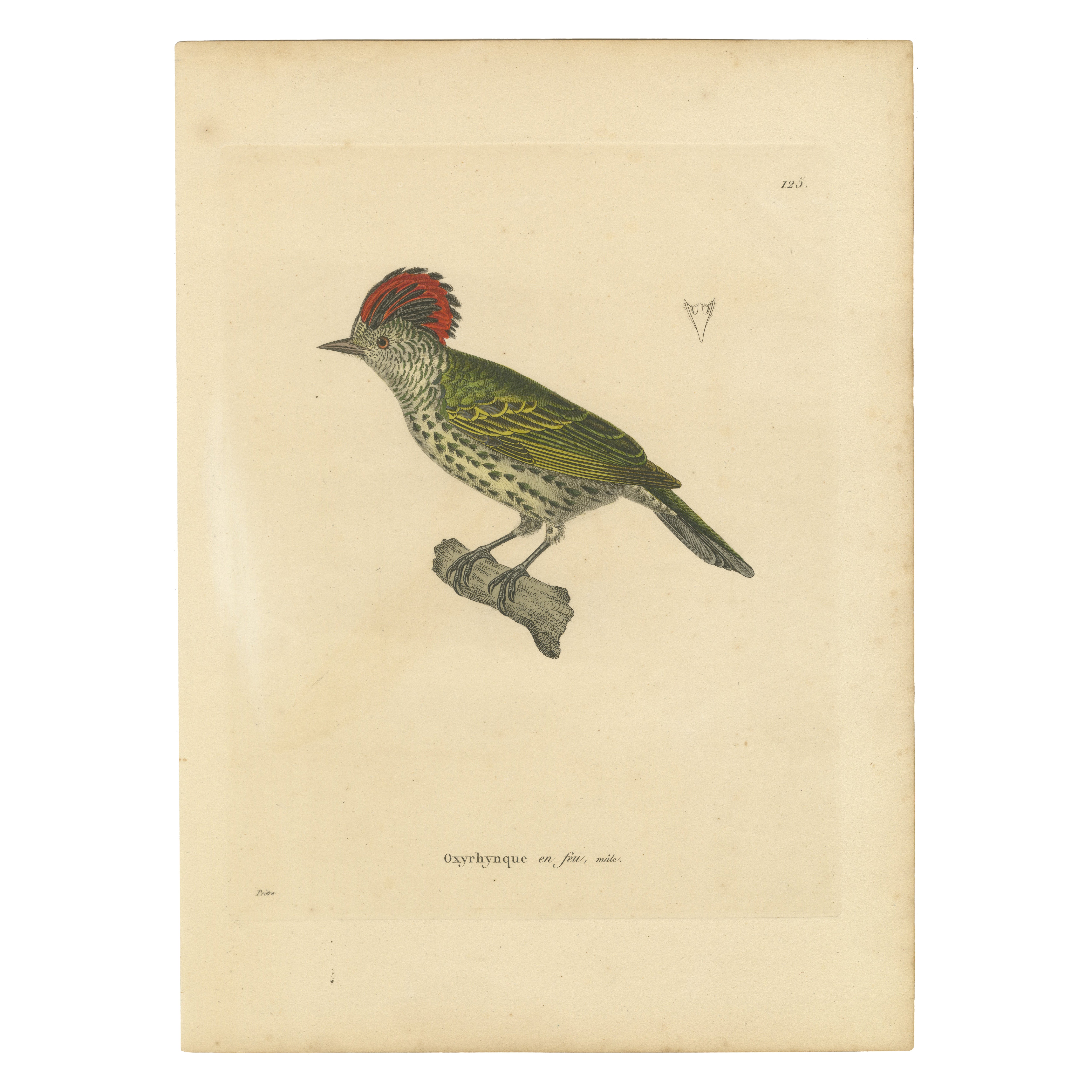 Engraving of a Crested Woodpecker – Exotic Ornithological Print, circa 1808