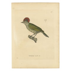 Engraving of a Crested Woodpecker – Exotic Ornithological Print, circa 1808