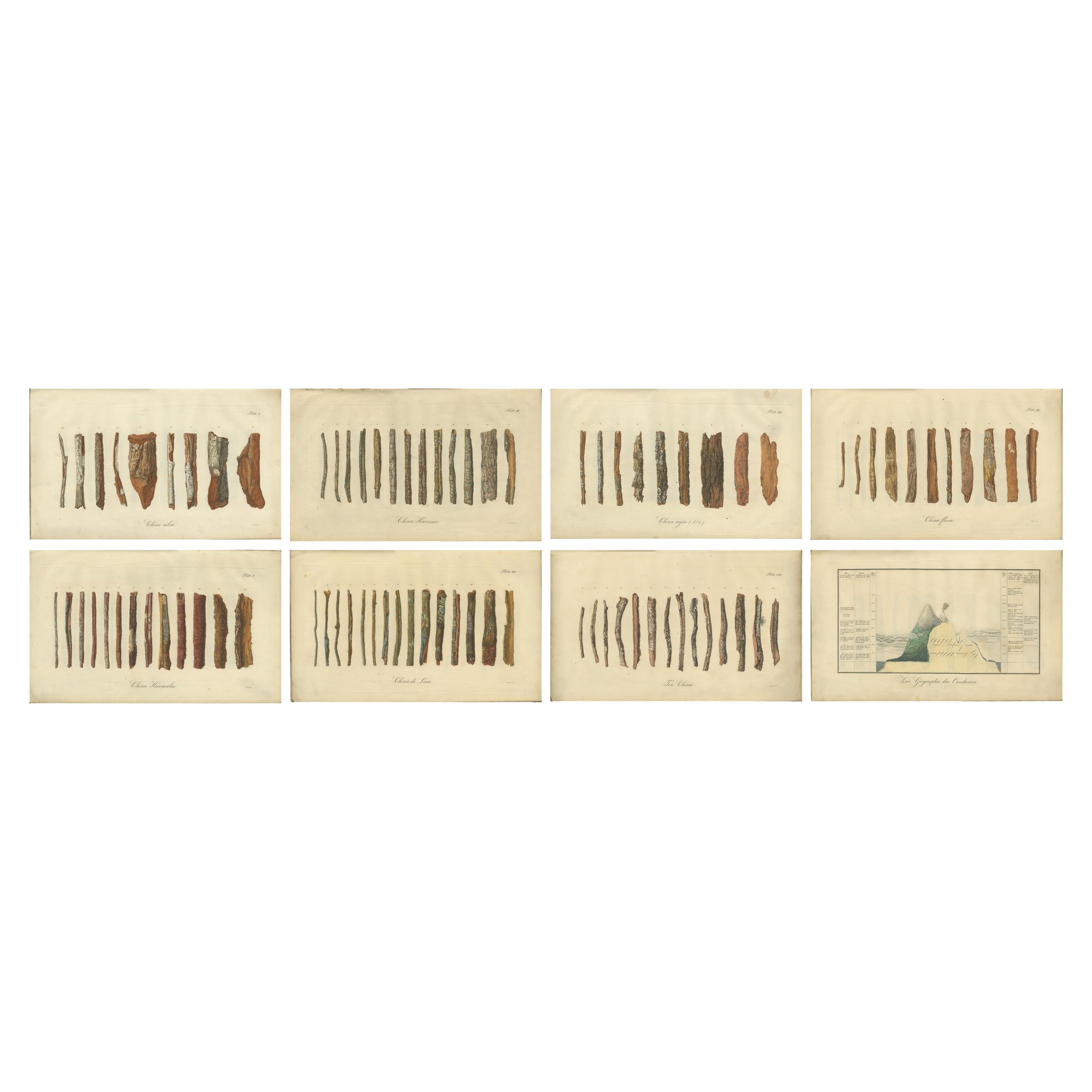 Cinchona-Barkenarten: Ein seltener handkolorierter, illustrierter botanischer Atlas (1826) im Angebot