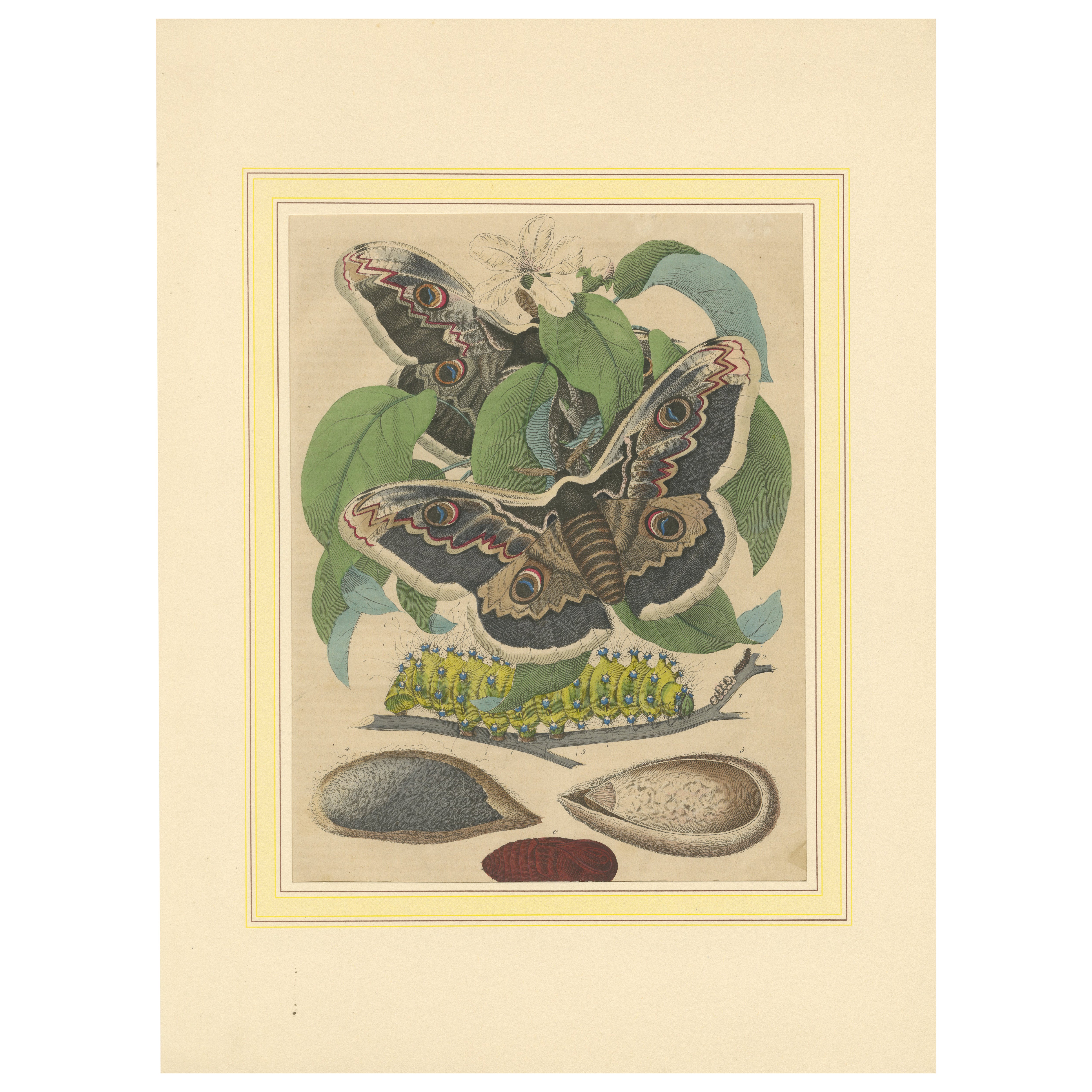 Il ciclo di vita della falena della seta gigante: Splendida litografia colorata a mano, 1852