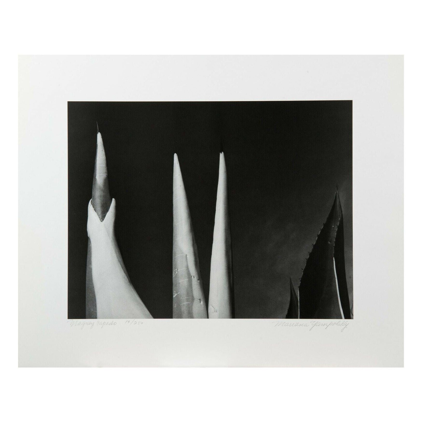 Mariana Yampolsky "Maguey Capado" Lithographic Print 143/250 Signed