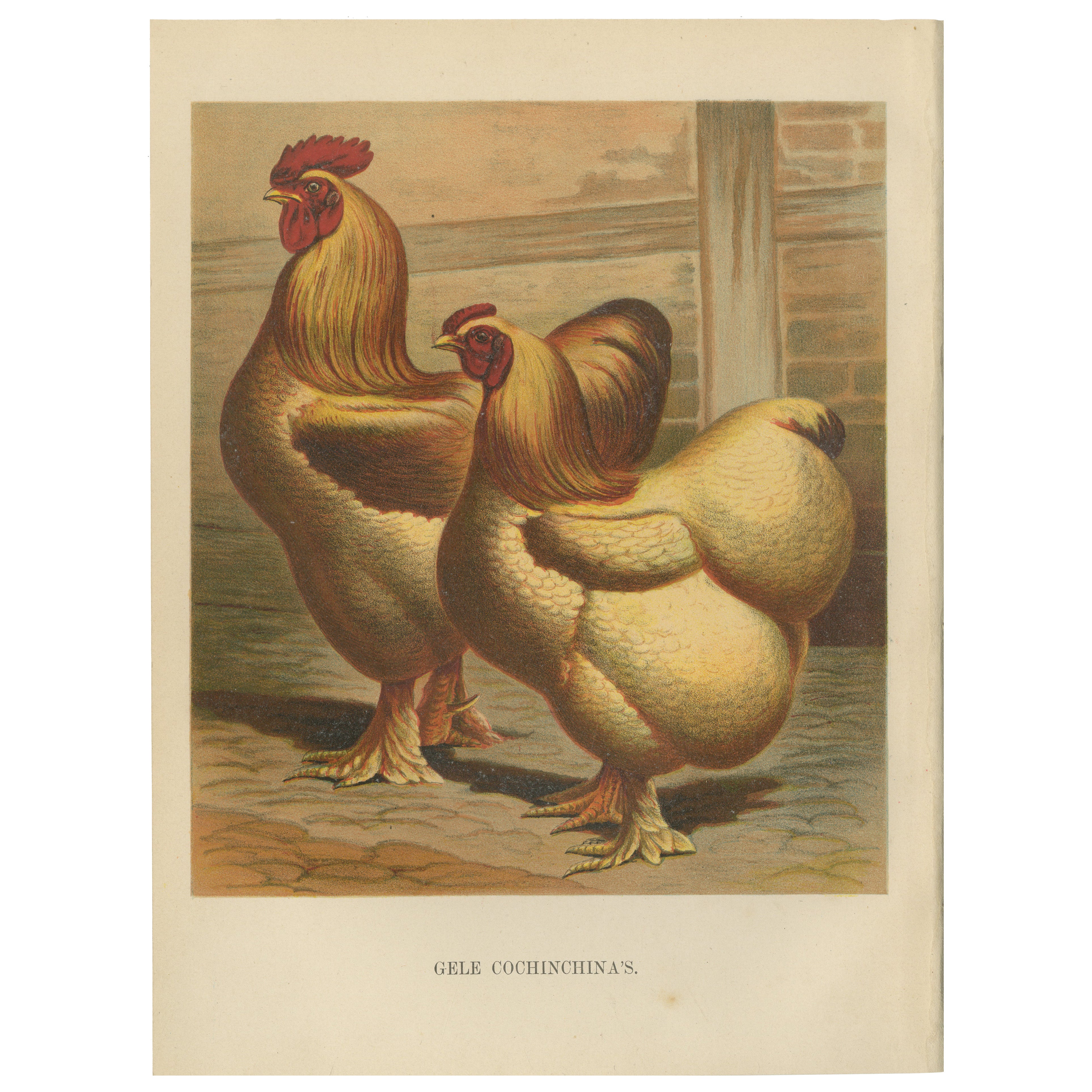 The Majestic Golden Cochinchina: A Rare 19th-Century Poultry Lithograph