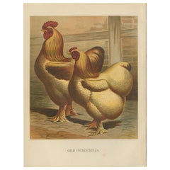 The Majestic Golden Cochinchina: A Rare 19th-Century Poultry Lithograph