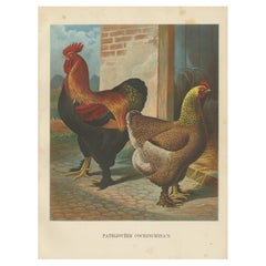 The Magnificent Partridge Cochinchina - A Rare 19th Century Poultry Lithograph