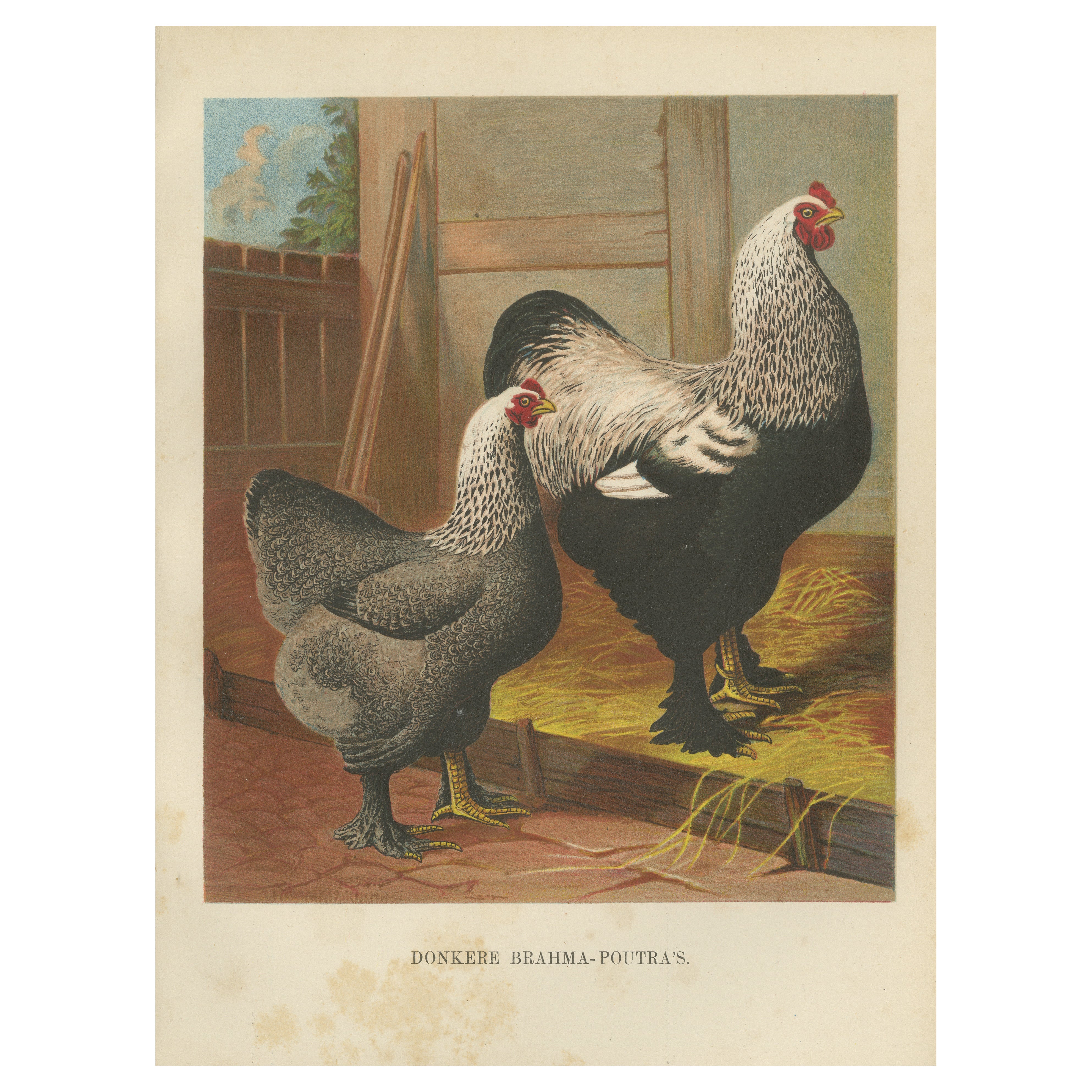 The Majestic Dark Brahma - A Rare 19th Century Poultry Lithograph, 1888