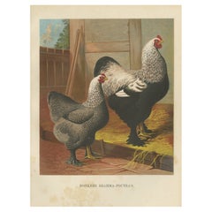 The Majestic Dark Brahma - A Rare 19th Century Poultry Lithograph, 1888