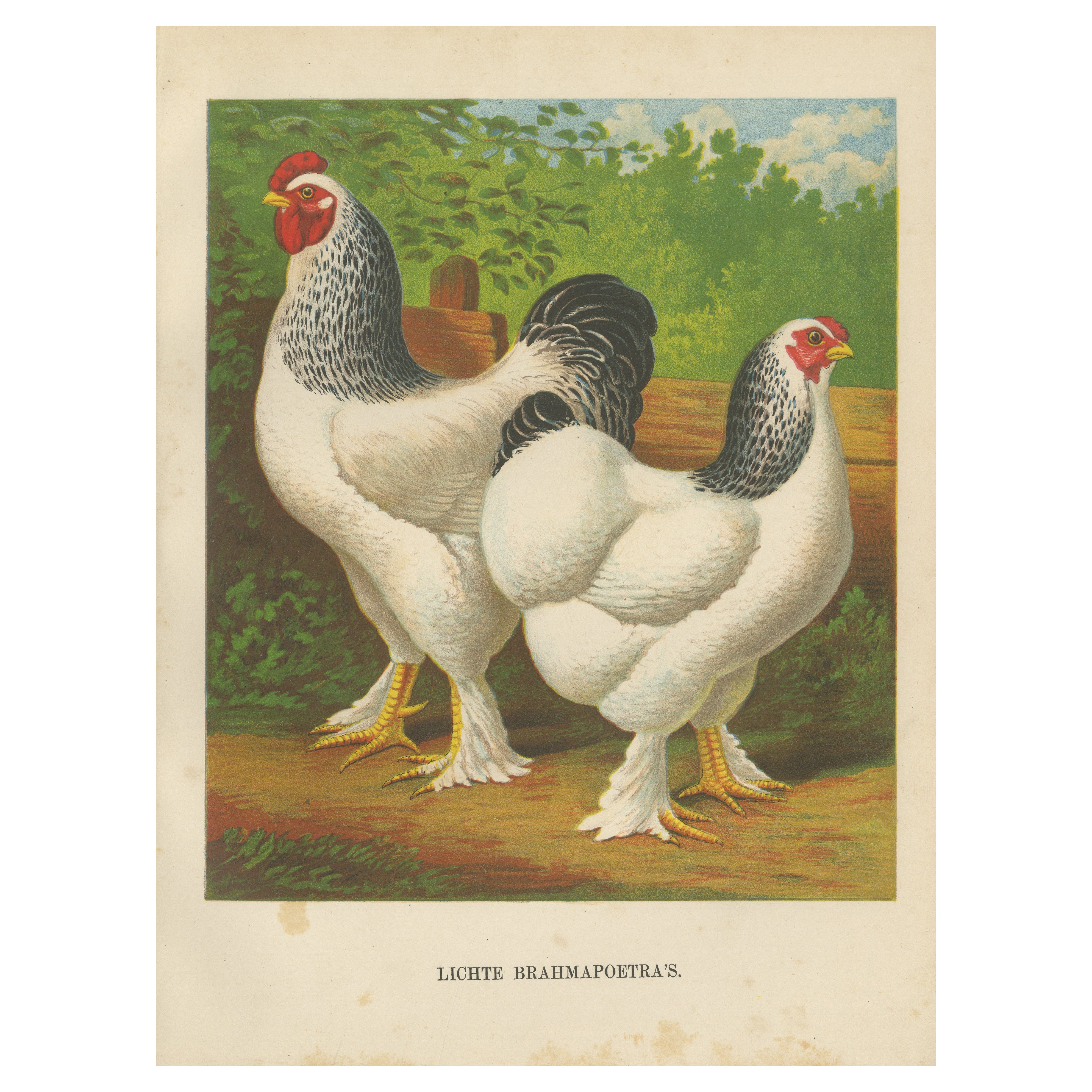 The Regal Light Brahma - A Rare 19th Century Poultry Lithograph, 1888 For Sale