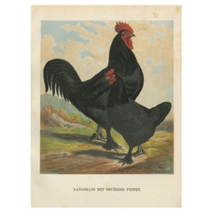 El majestuoso Langshan emplumado - Una rara litografía de aves de corral del siglo XIX