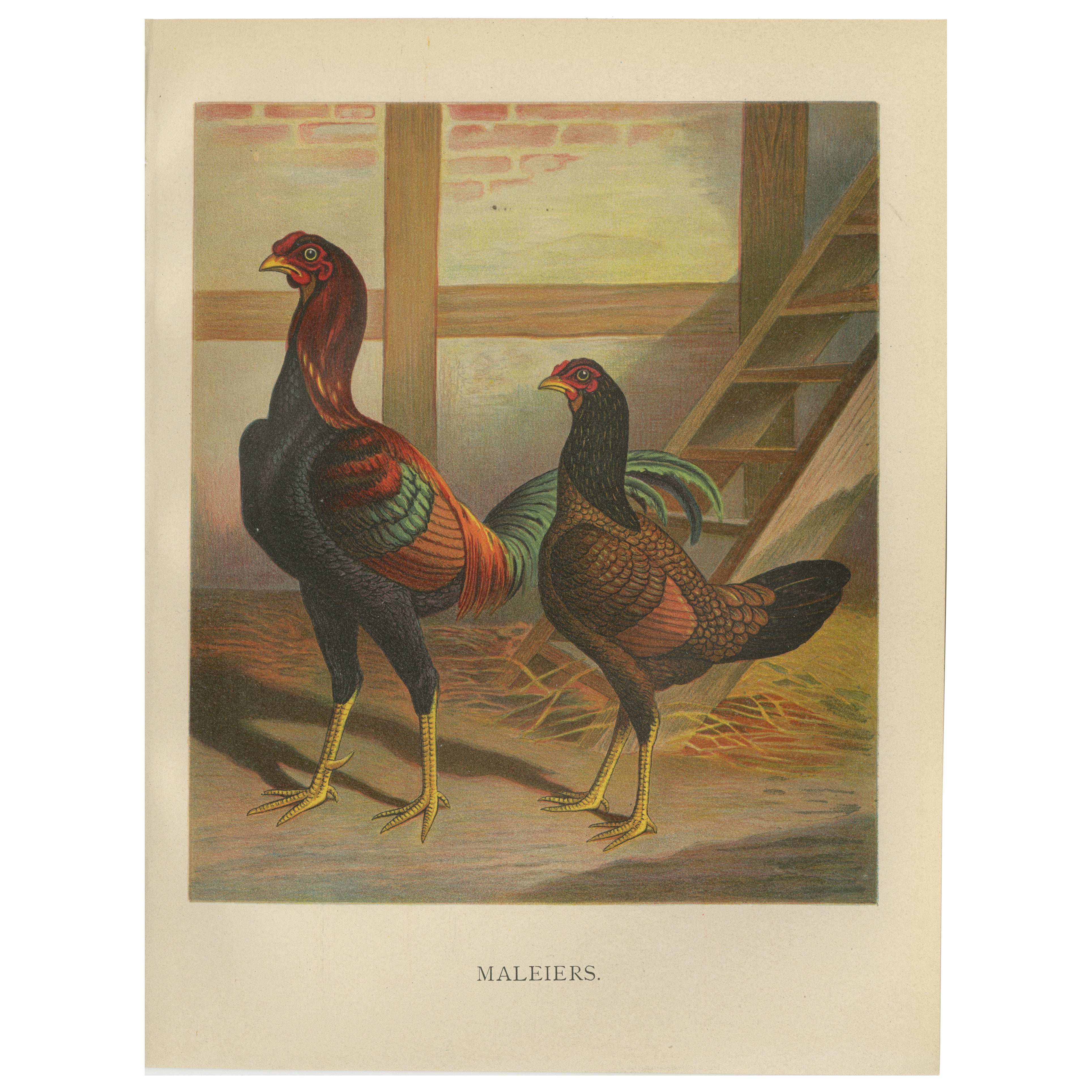 The Striking Malay Chicken - A Rare 19th Century Poultry Lithograph