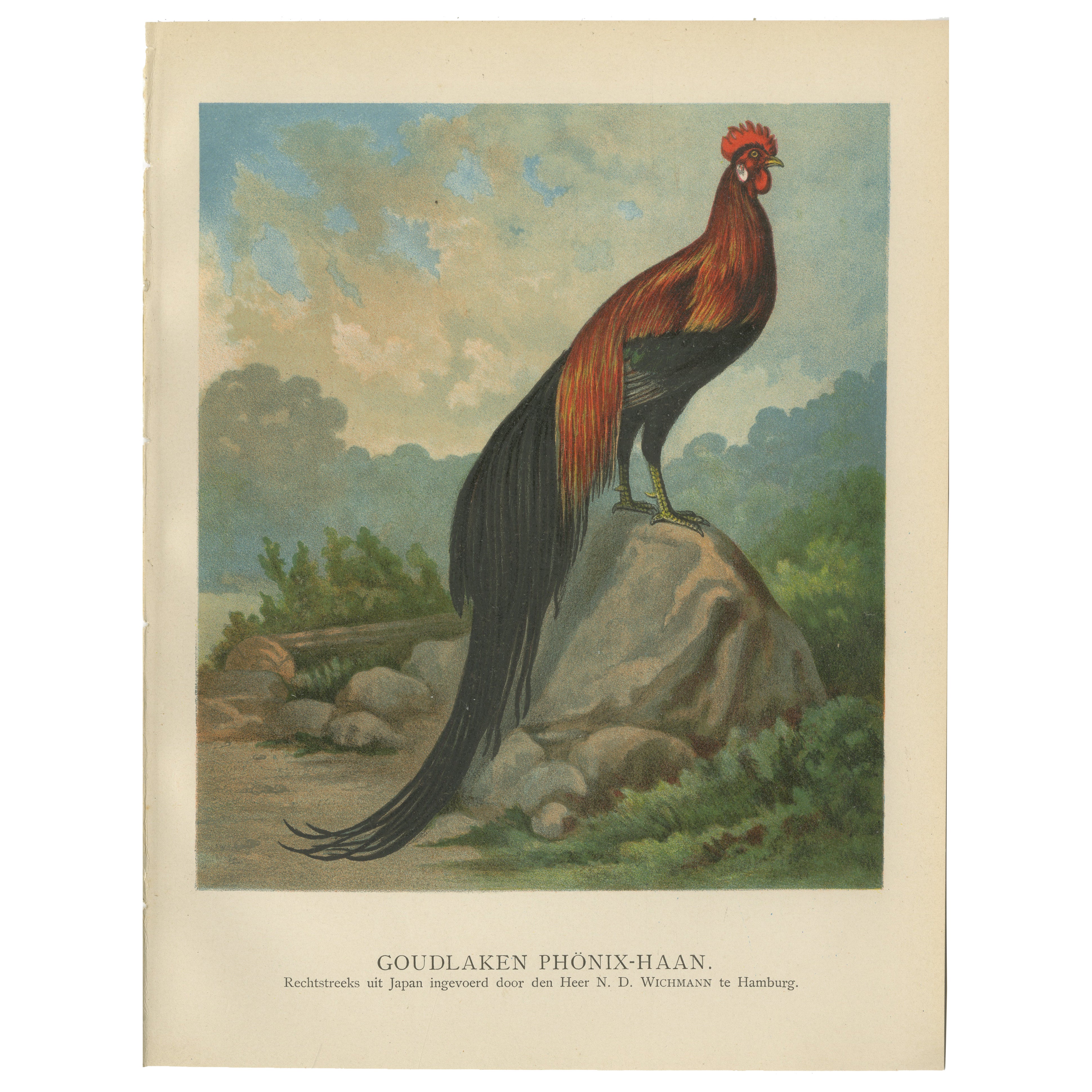 The Golden Phoenix Rooster - A Rare 19th Century Poultry Lithograph For Sale