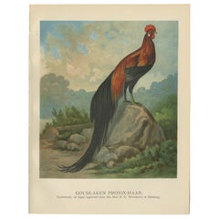 Antique The Golden Phoenix Rooster - A Rare 19th Century Poultry Lithograph