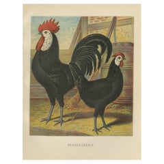 The Distinguished Spanish Chicken - A Rare 19th Century Poultry Lithograph