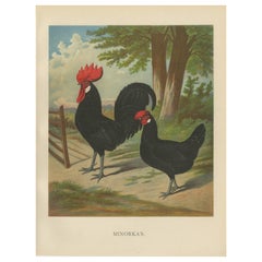 The Elegant Minorca - A Rare 19th Century Poultry Lithograph