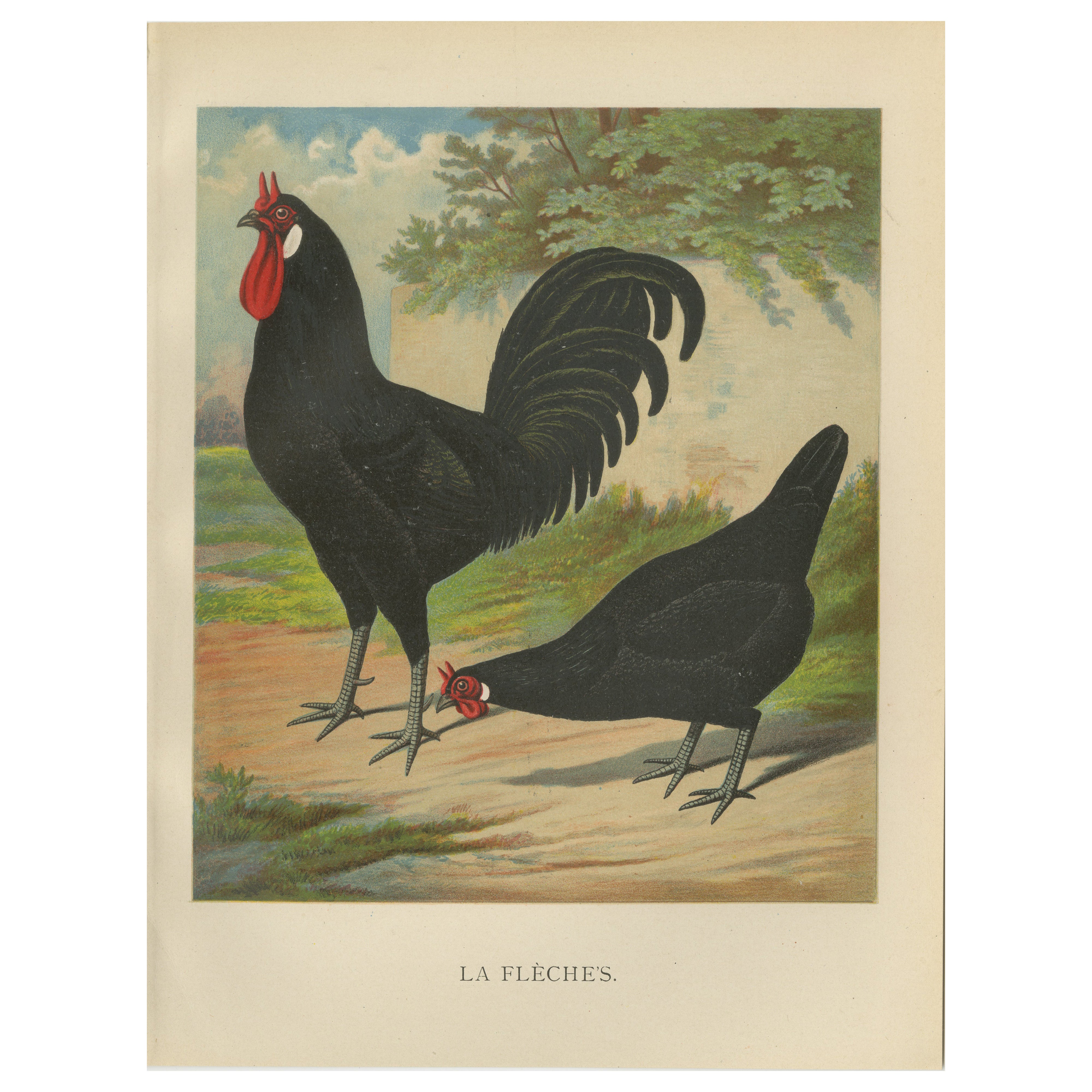 El distintivo pollo de La Flèche - Una rara litografía avícola del siglo XIX