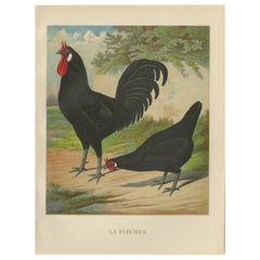 Antique The Distinctive La Flèche Chicken - A Rare 19th Century Poultry Lithograph