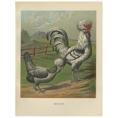 The Distinguished Houdan Chicken - A Rare 19th Century Poultry Lithograph