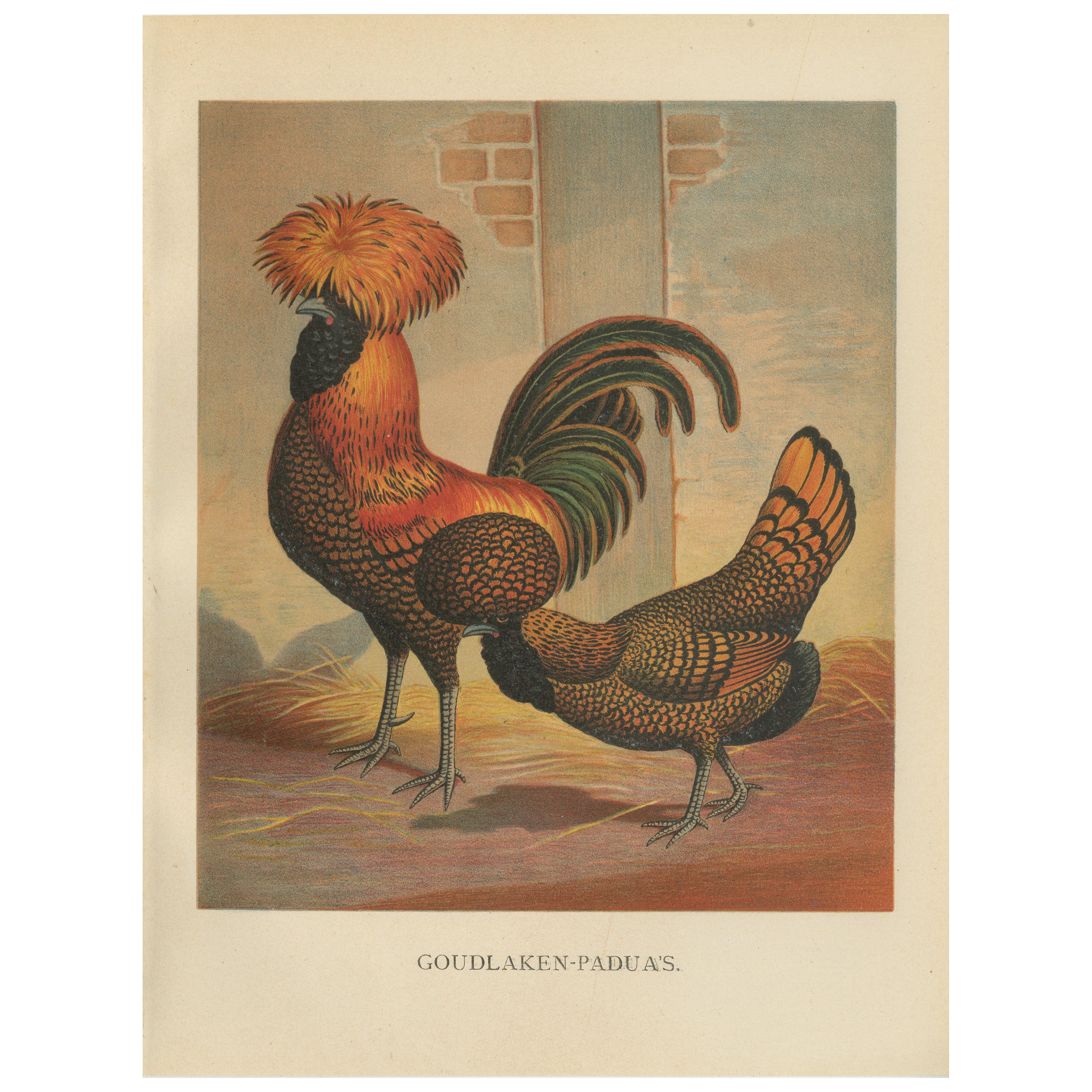 The Magnificent Golden Polish Chicken - A Rare 19th Century Poultry Lithograph