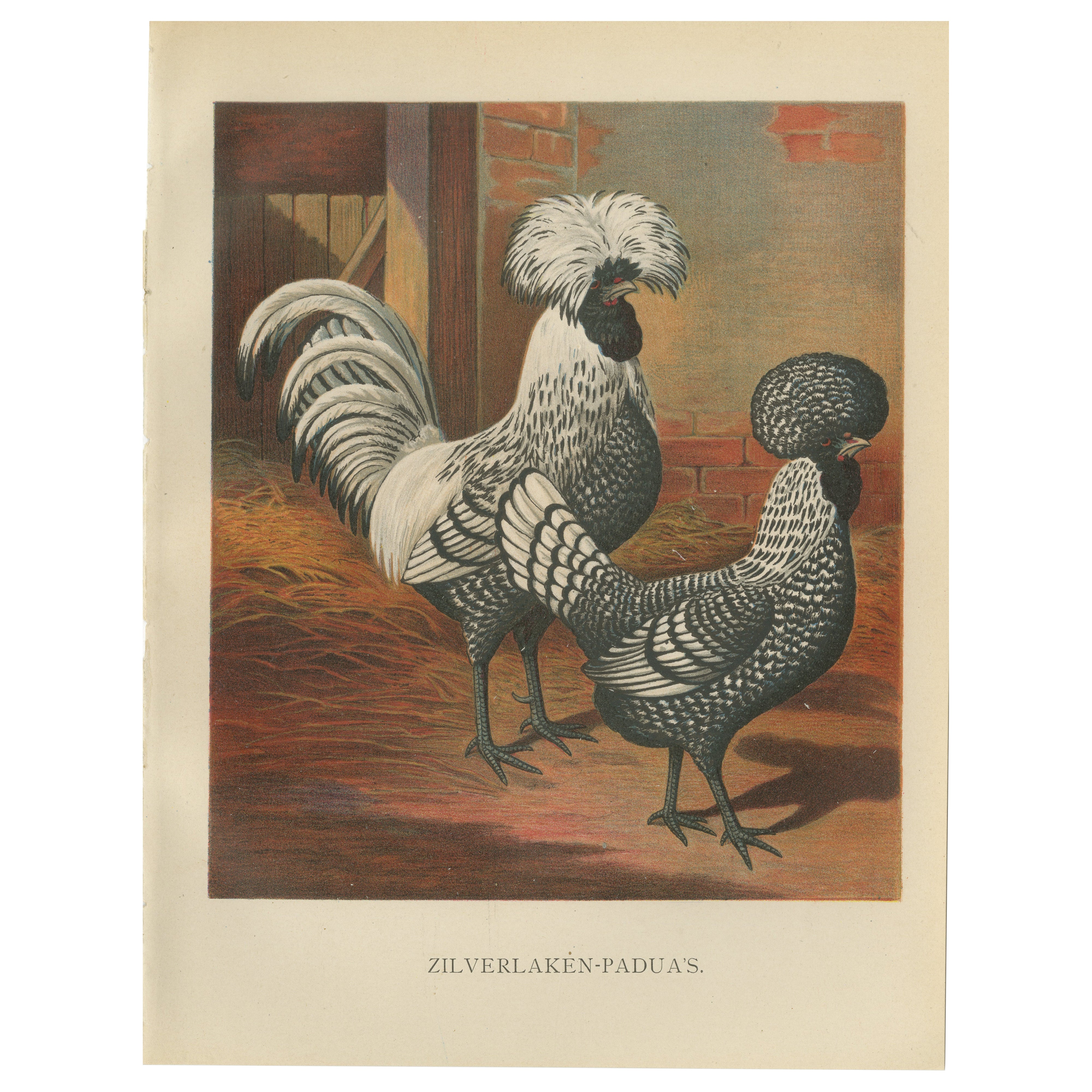 The Regal Silver Polish Chicken - A Rare 19th Century Poultry Lithograph