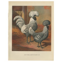 The Regal Silver Polish Chicken - A Rare 19th Century Poultry Lithograph