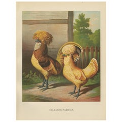 The Elegant Chamois Polish Chicken - A Rare 19th Century Poultry Lithograph