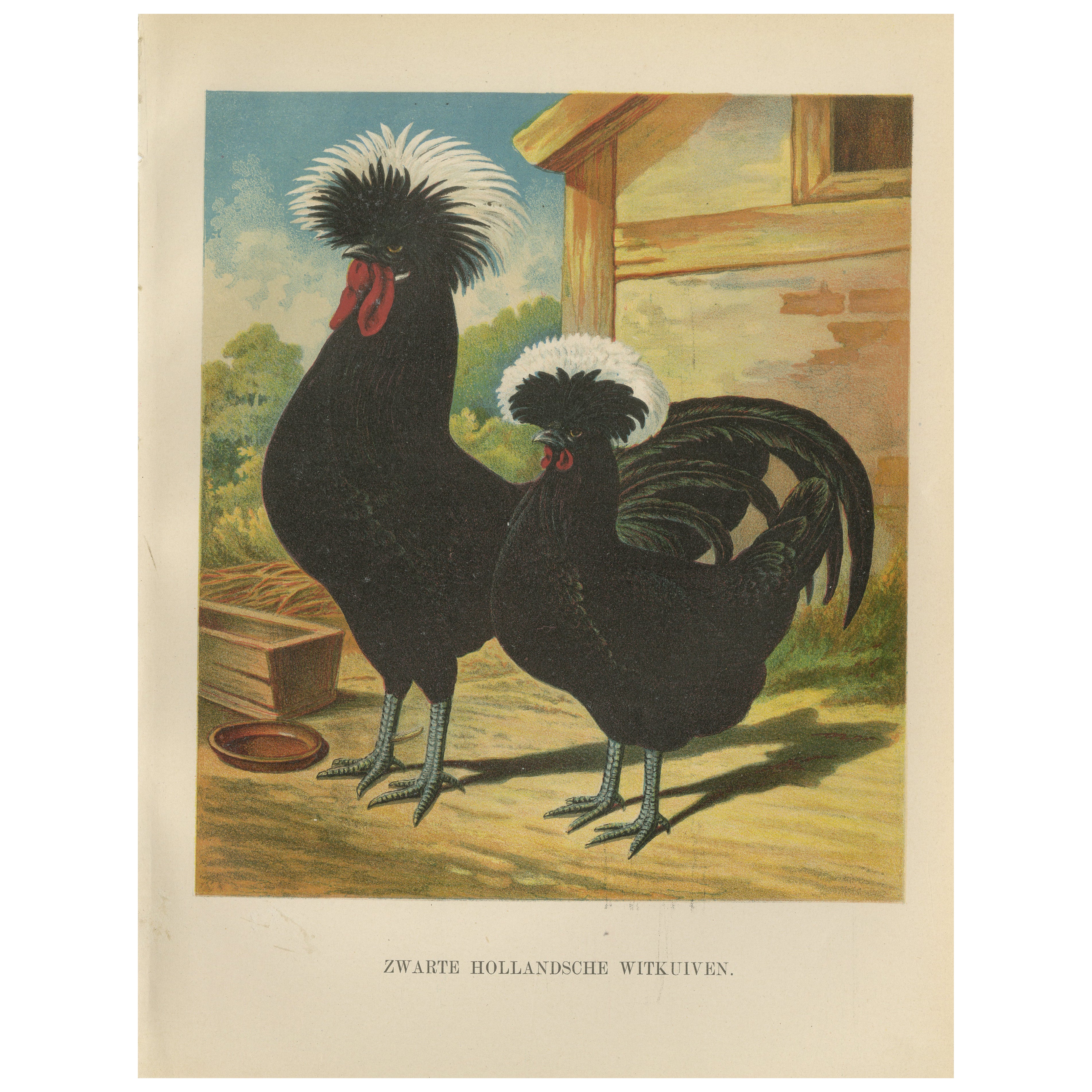 The Distinguished Black Dutch White-Crested Chicken - Rare 19th Century Poultry