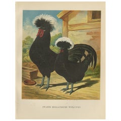 The Distinguished Black Dutch White-Crested Chicken - Rare 19th Century Poultry