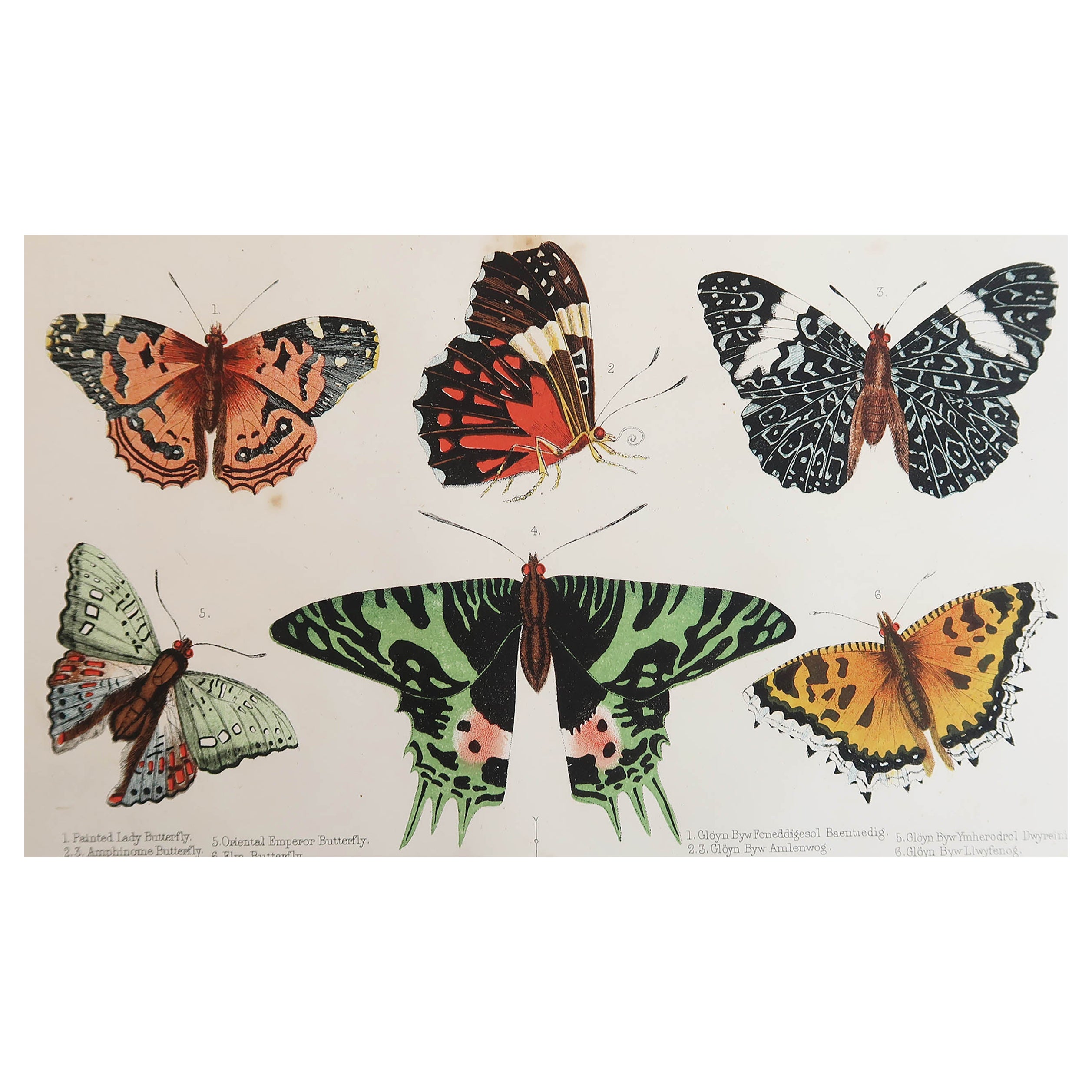 Original Antique Print of Butterflies, C.1850, Unframed For Sale