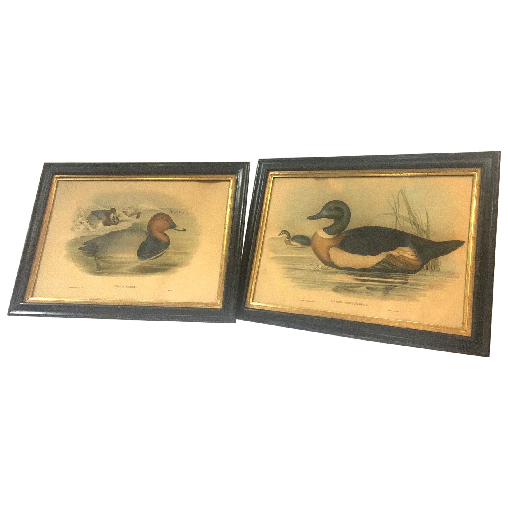 Pair of 19thc Hand-colored Lithographs of Ducks by John Gould & H.C. Richter
