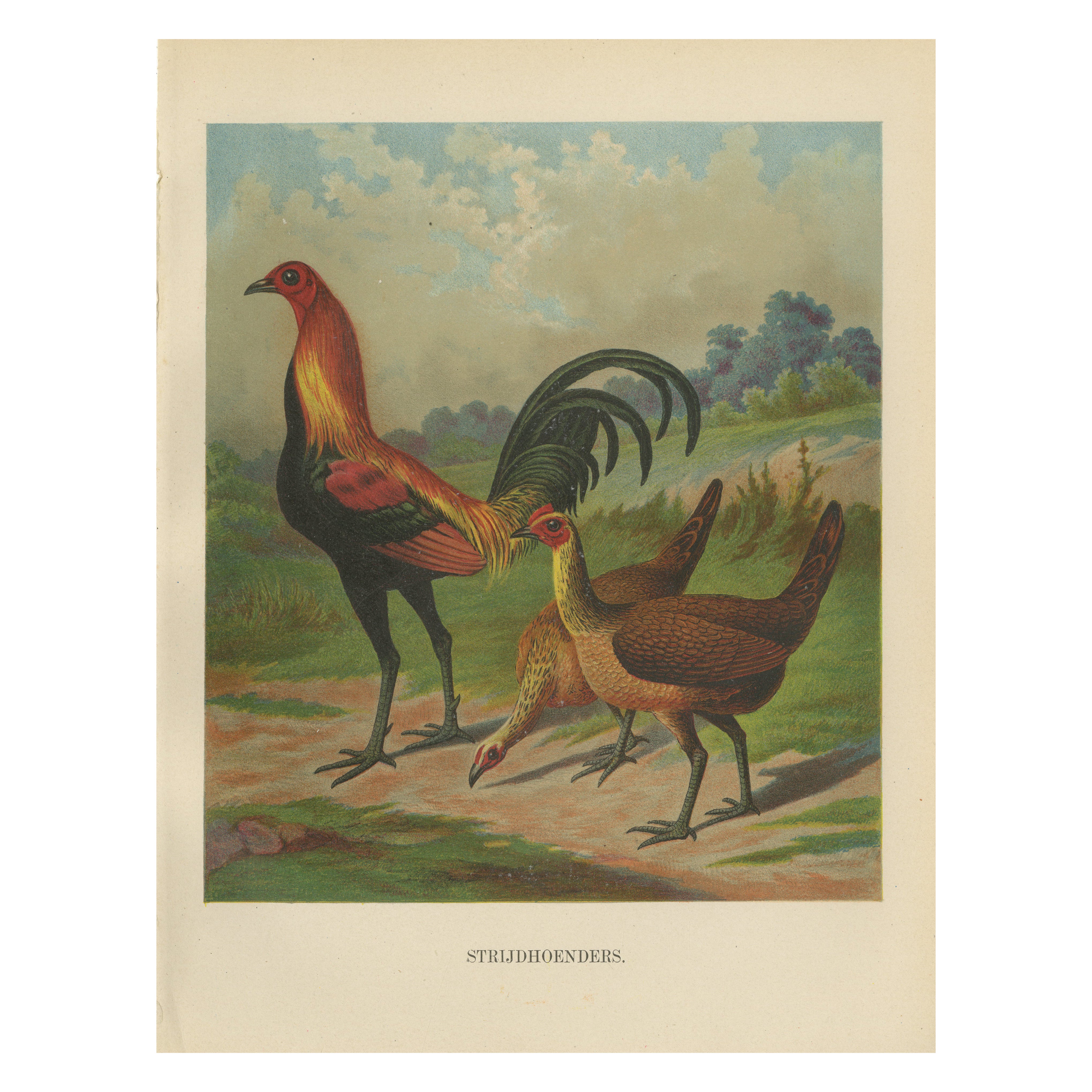 La orgullosa ave de caza - Una rara litografía sobre aves de corral del siglo XIX