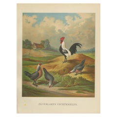 Antique The Elegant Silver Bantam Game Fowl - A Rare 19th Century Poultry Lithograph