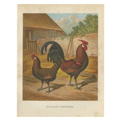 Antique The Elegant Golden Spangled Hamburg Chicken - A 19th Century Poultry Lithograph