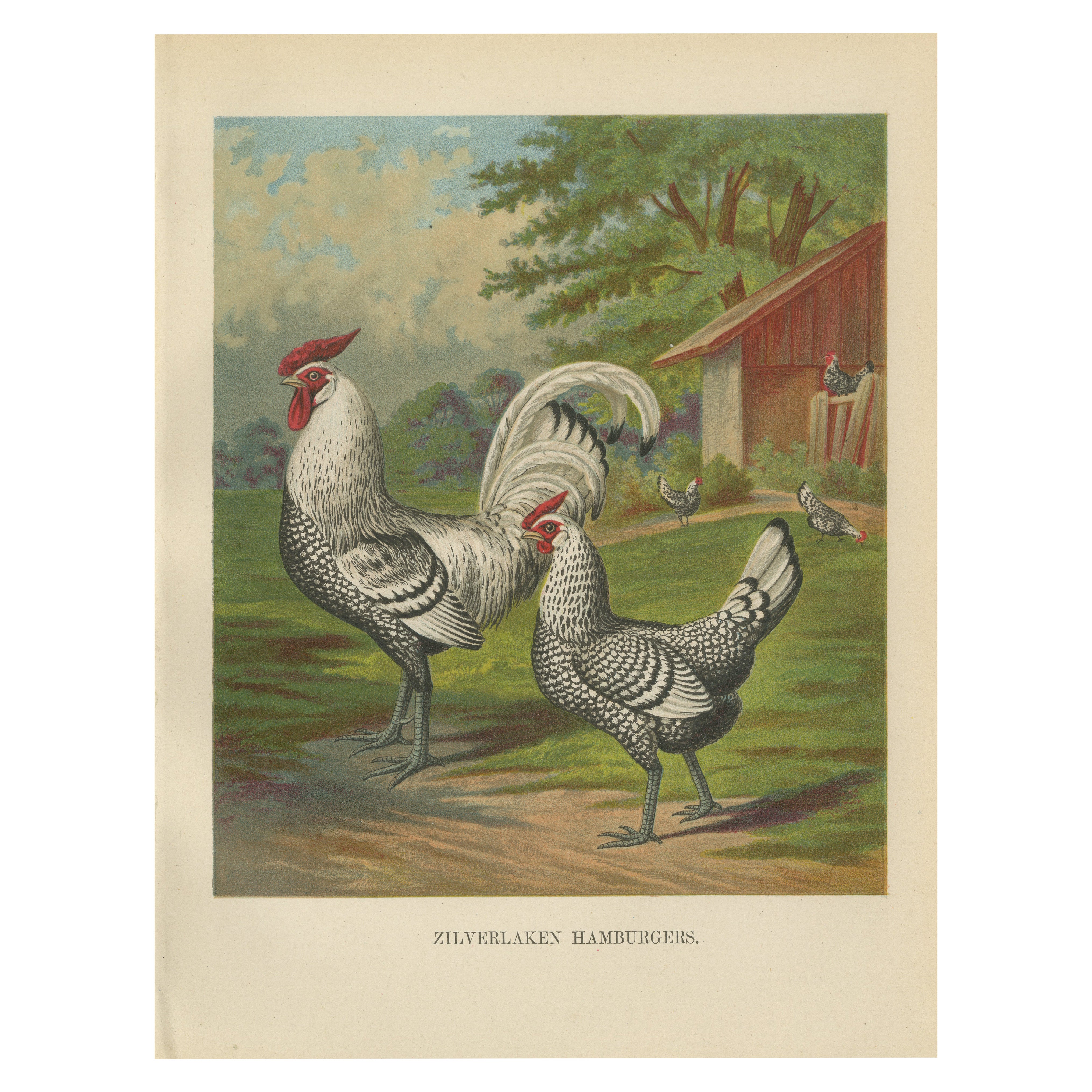 The Refined Silber Spangled Hamburger Hühner - Eine Geflügel-Lithographie aus dem 19. Jahrhundert