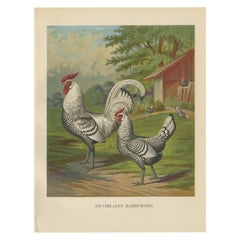 Antique The Refined Silver Spangled Hamburg Chicken - A 19th Century Poultry Lithograph