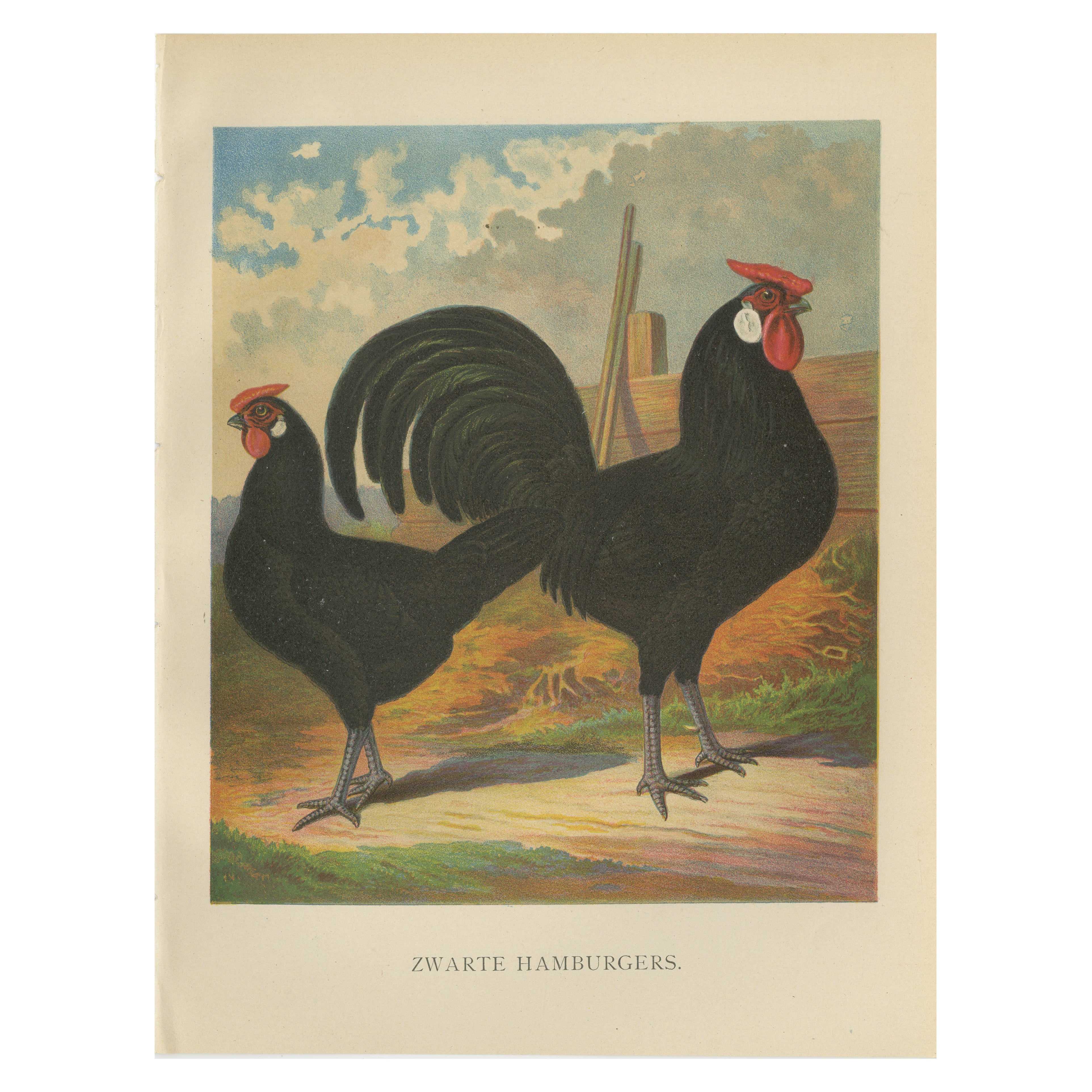 The Sleek Black Hamburg Chicken - A Rare 19th Century Poultry Lithograph