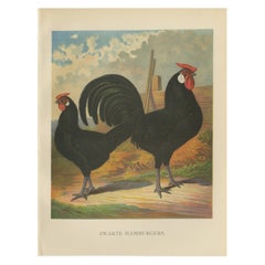 The Sleek Black Hamburg Chicken - A Rare 19th Century Poultry Lithograph