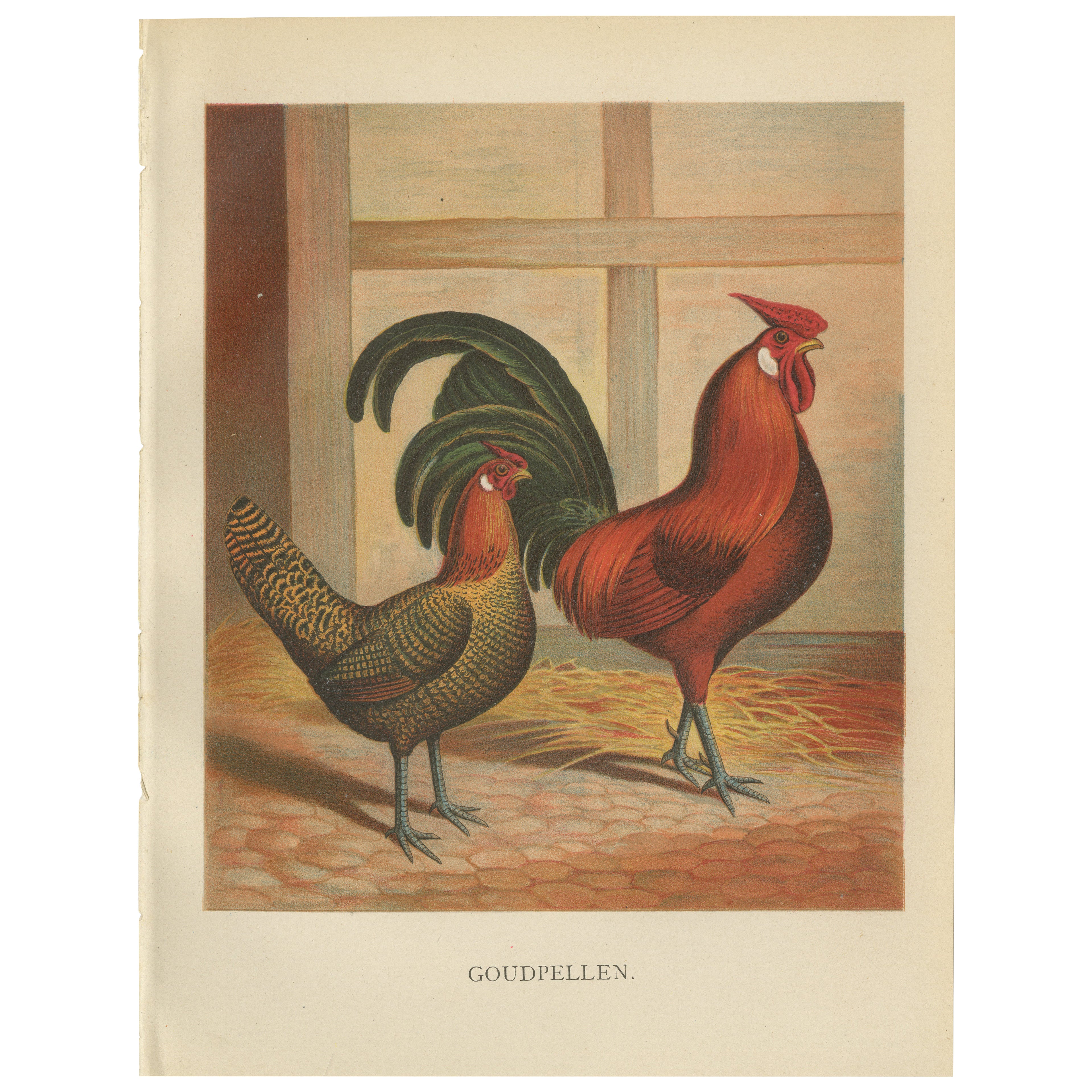 The Majestic Golden Penciled Chicken - A Rare 19th Century Poultry Lithograph
