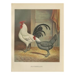 The Elegant Silver Penciled Chicken - A Rare 19th Century Poultry Lithograph