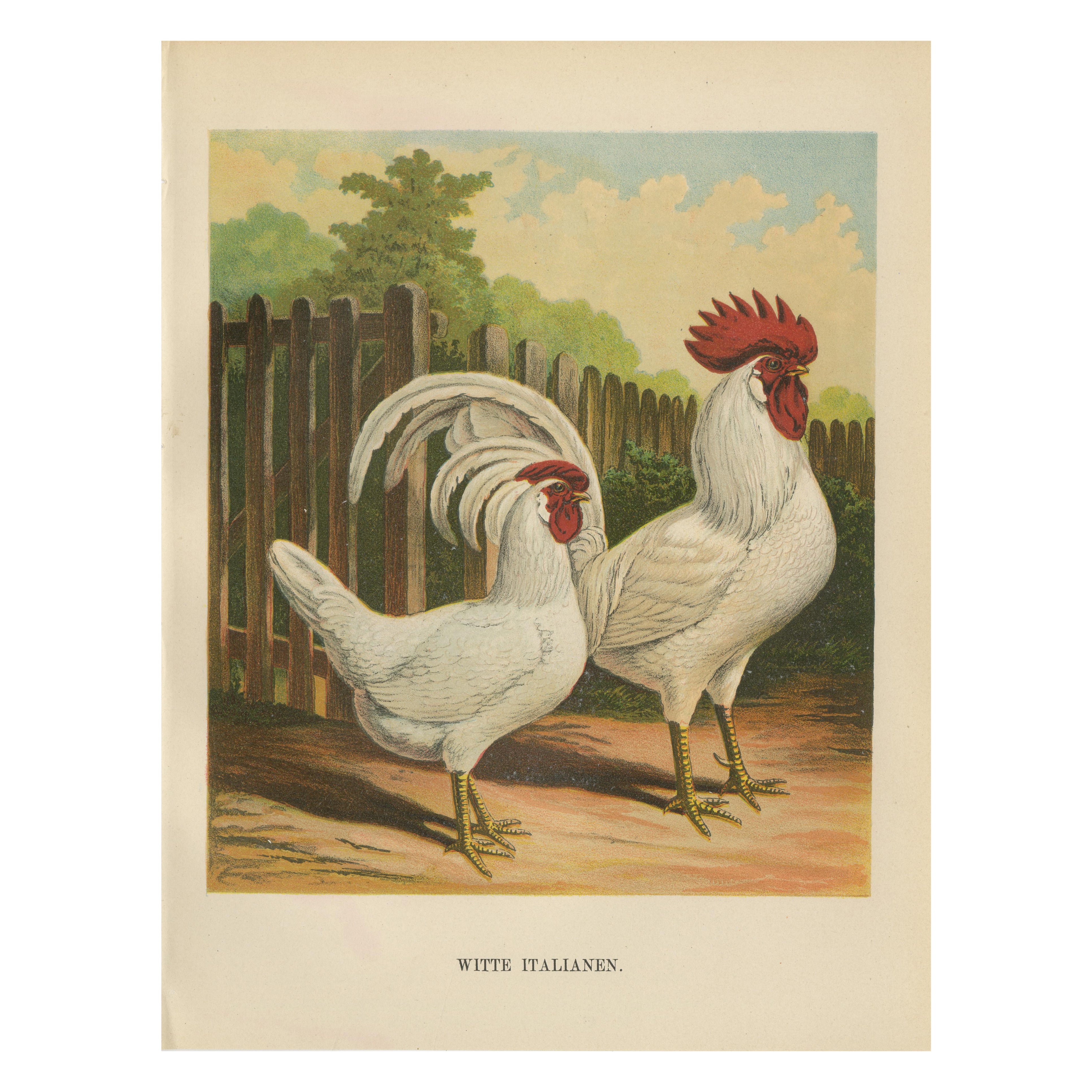 The Elegant White Italian Chicken - A Rare 19th Century Poultry Lithograph