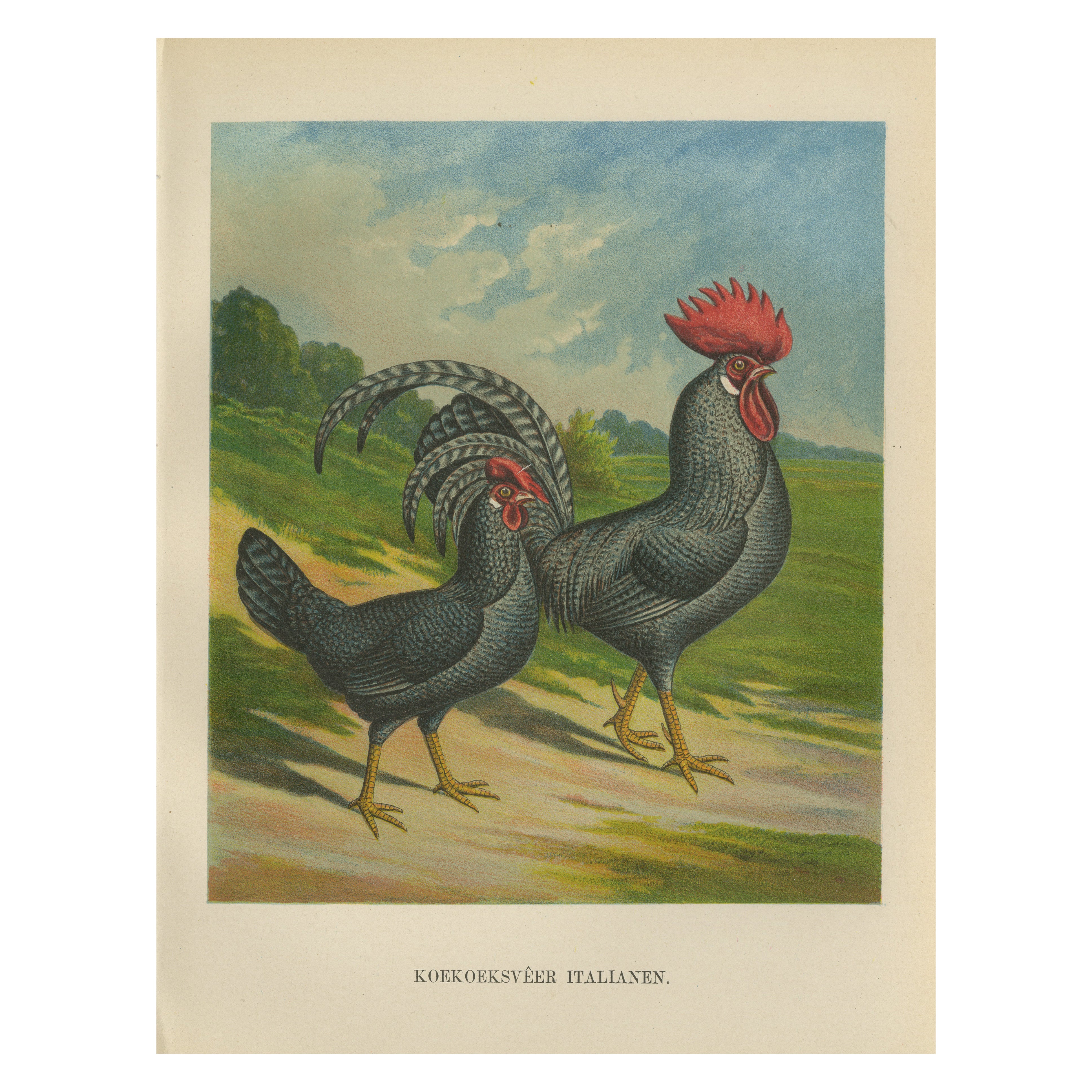 The Striking Cuckoo Italian Chicken - A Rare 19th Century Poultry Lithograph