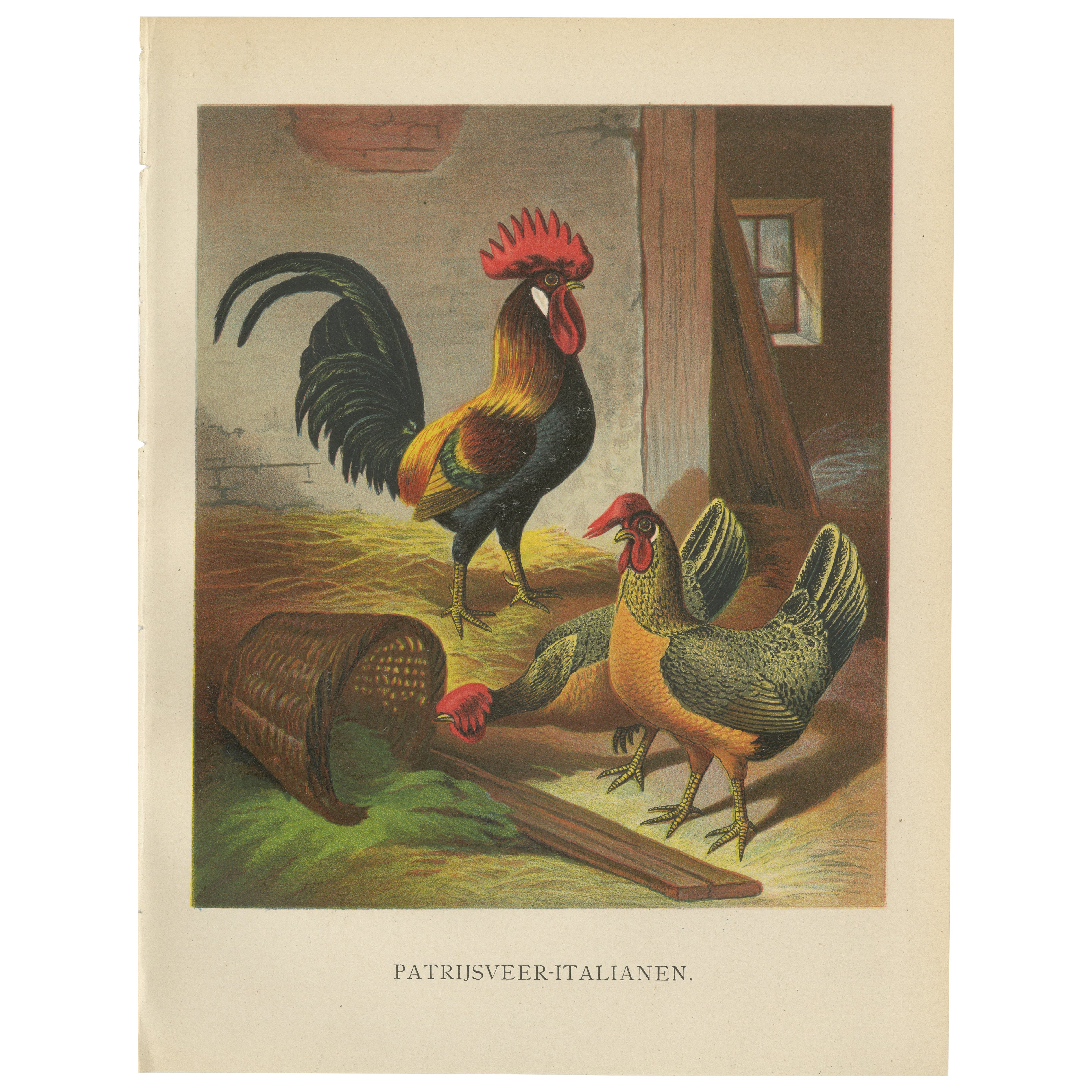 The Regal Partridge Italian Chicken - A Rare 19th Century Poultry Lithograph