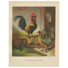 The Regal Partridge Italian Chicken - A Rare 19th Century Poultry Lithograph