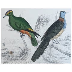Grabado Antiguo Original de Palomas Indias, 1847 'Sin Marco'