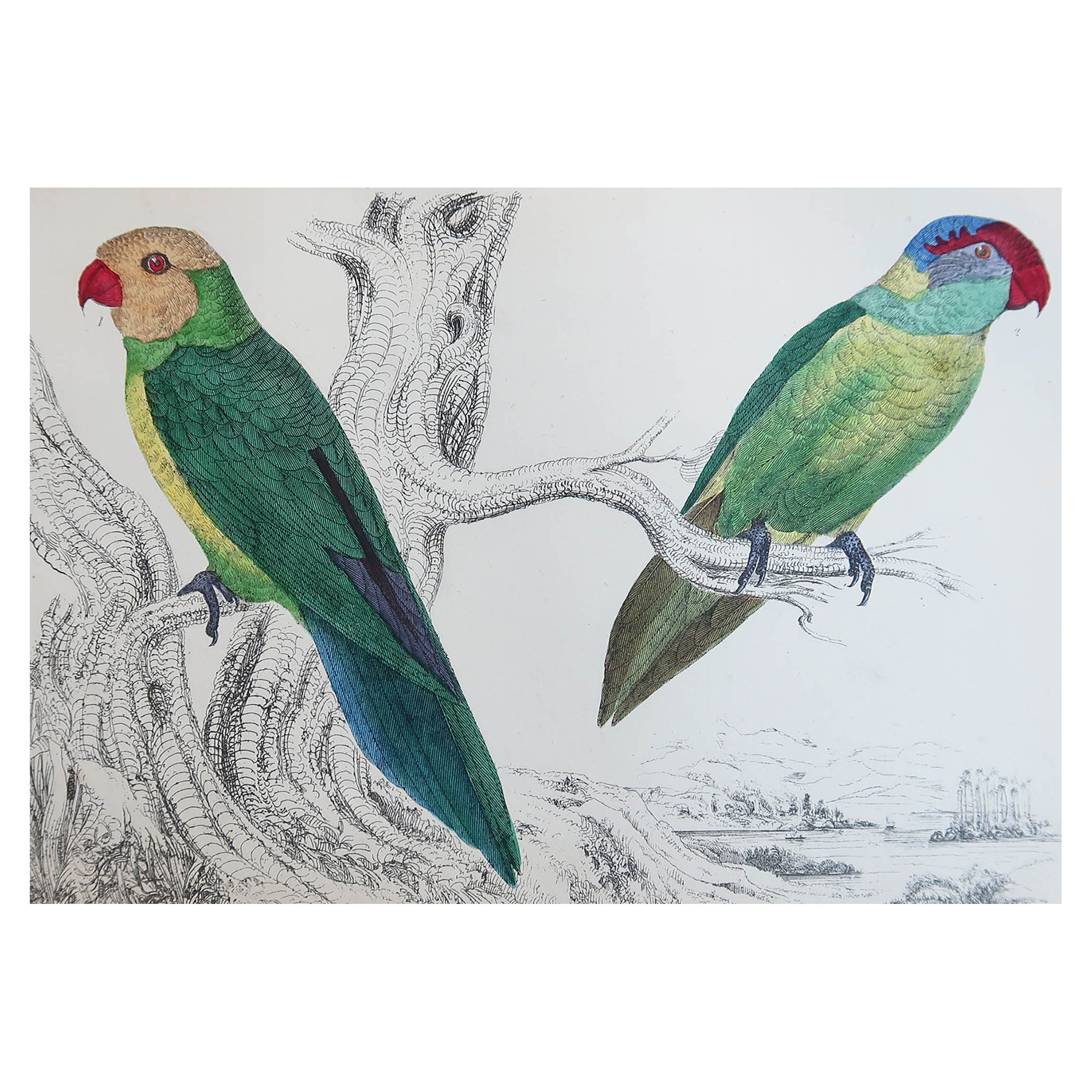 Original Antique Print of Parrots, circa 1850, 'Unframed'