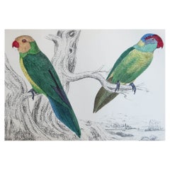 Original Antique Print of Parrots, circa 1850, 'Unframed'