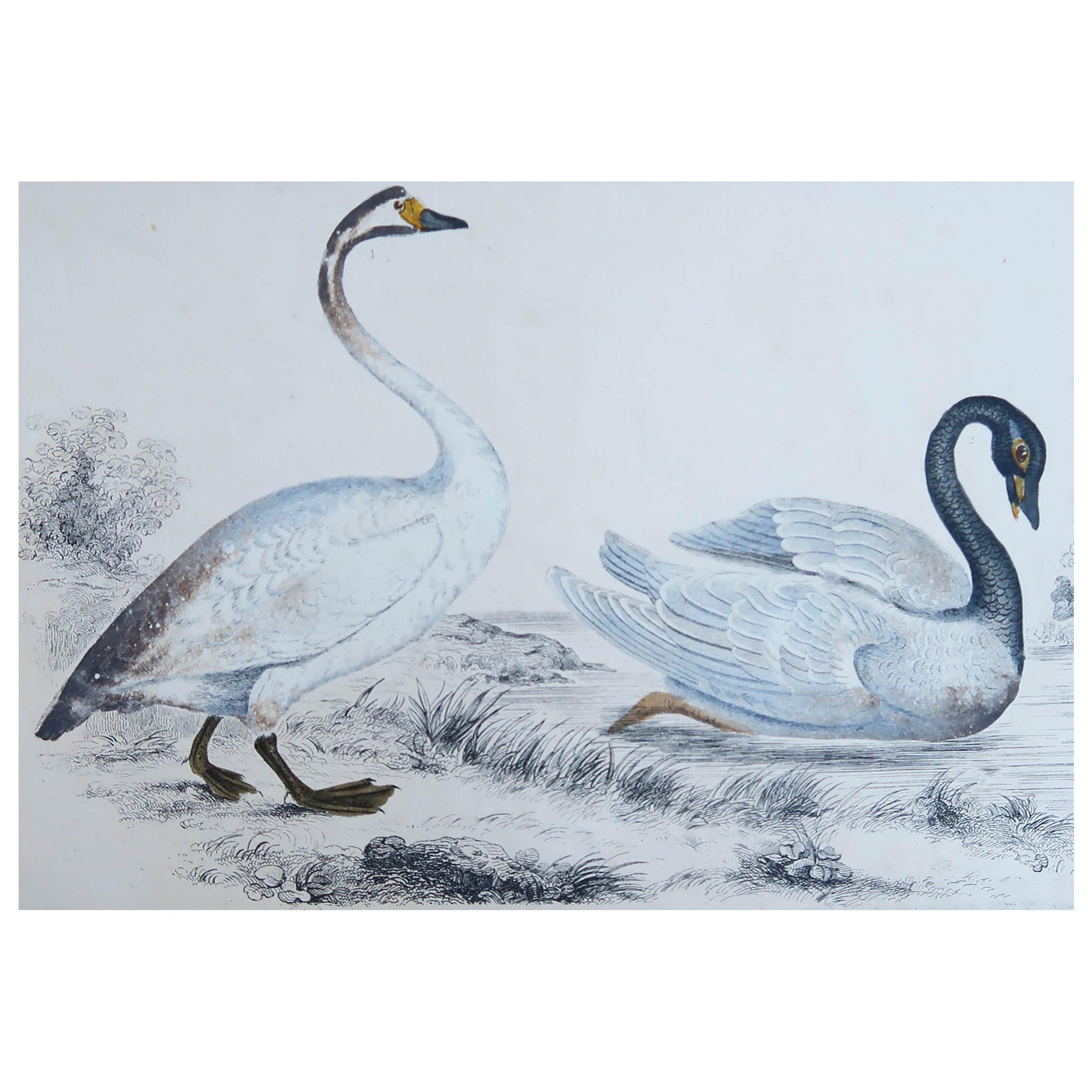 Grabado original antiguo de cisnes, 1847, 'Sin enmarcar