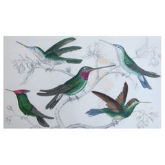 Impression ancienne originale de Hummingbirds, 1847, non encadrée