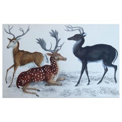 Impression originale et ancienne de cerf, 1847, non encadrée