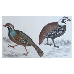 Impression ancienne originale de Quail, 1847, non encadrée